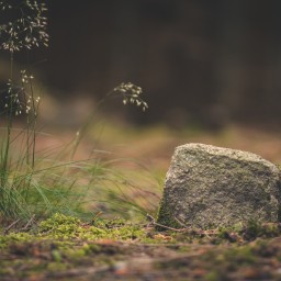 Камни преткновения